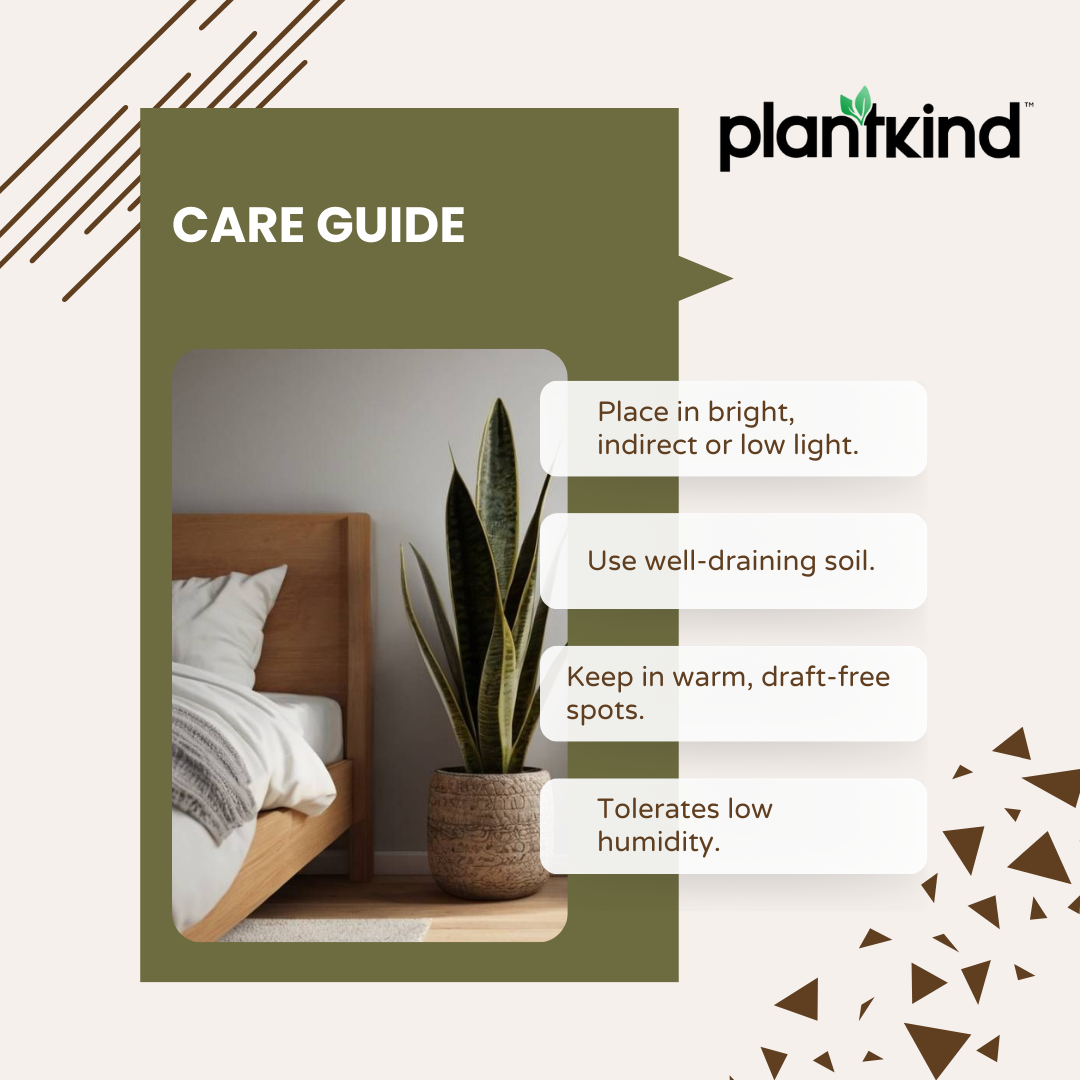 Sansevieria Zeylanica - XL