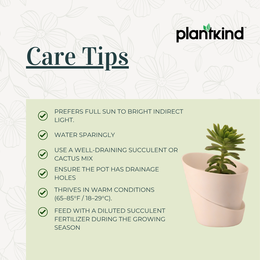 Crassula Tetragona Plant | Succulent Plant | 1 Live Plant