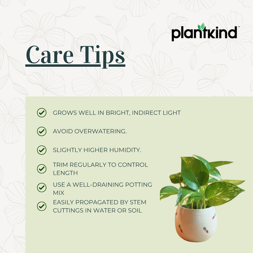 Money Plant Variegated | Lush Luck Money Plant |Indoor Plants|  1 Live Plant | Small