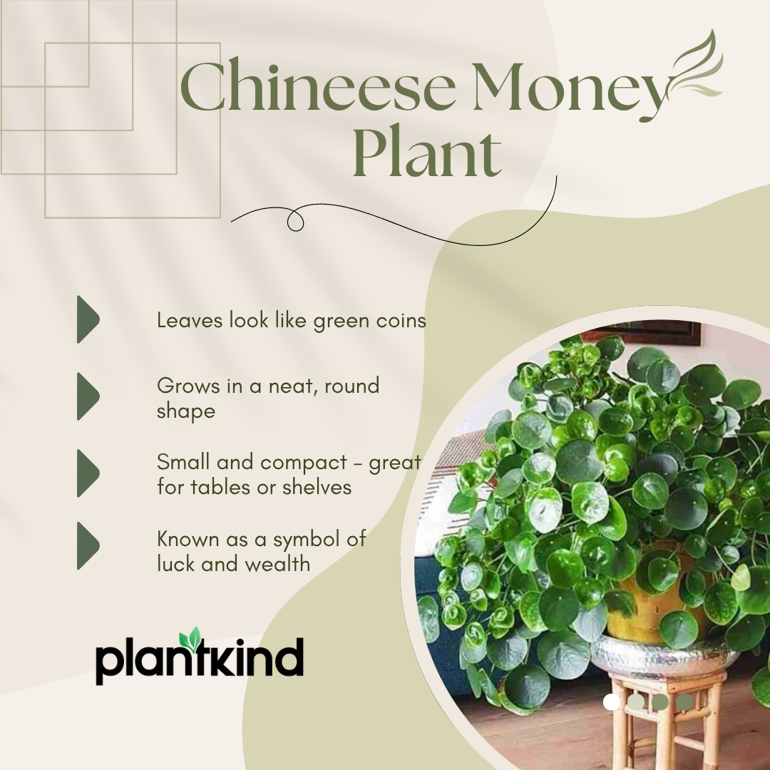 Chinese Money Plant | Indoor Plant | Pack of 1