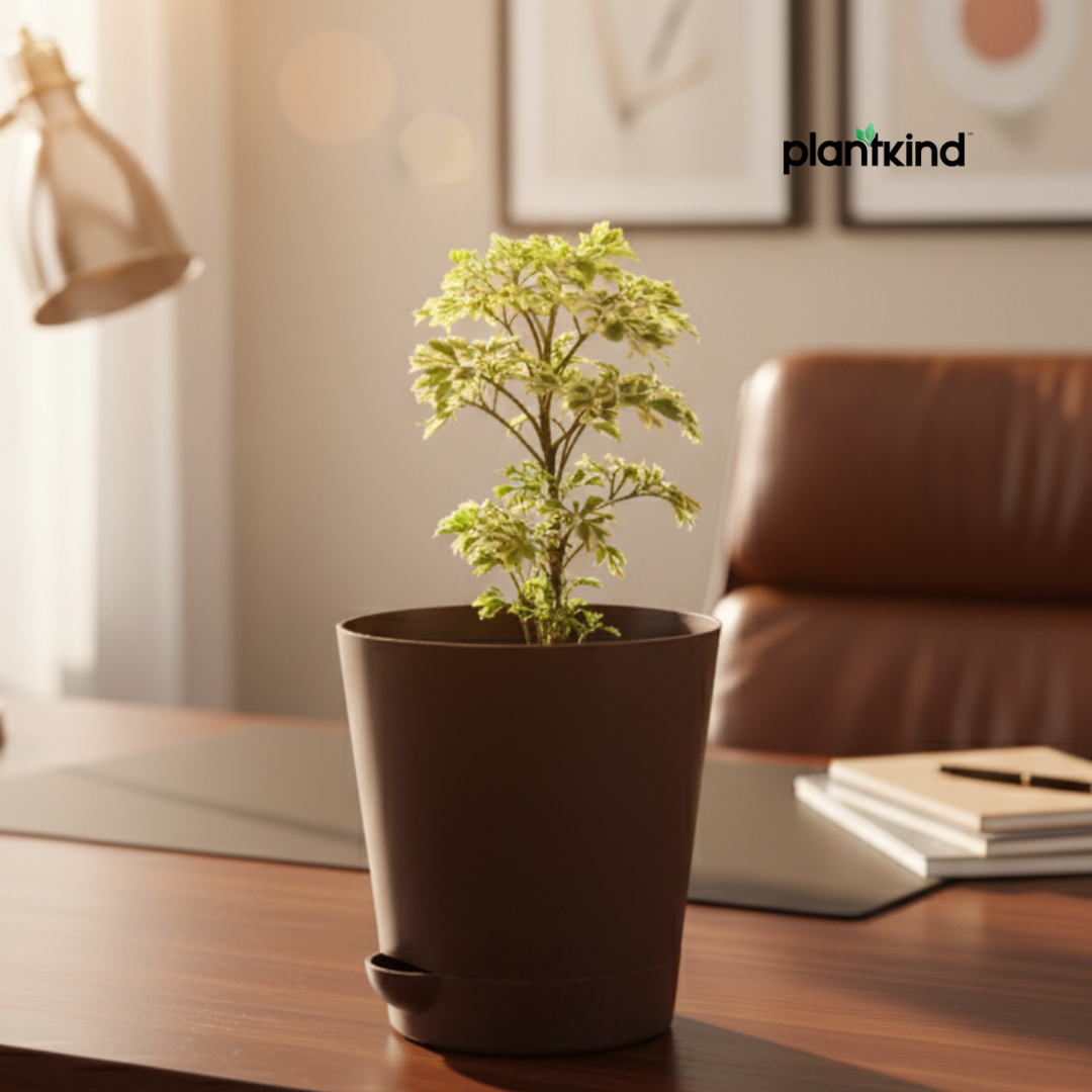 Ming Aralia Plant | Indoor Plant | 1 Live Plant | Small