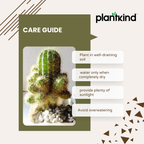 Echinopsis Calochlora | Succulent Plant | Indoor Plant | 1 Live Plant