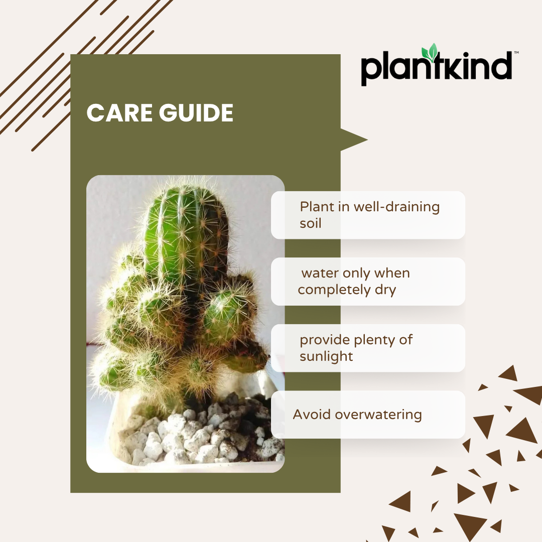 Echinopsis Calochlora | Succulent Plant | Indoor Plant | 1 Live Plant