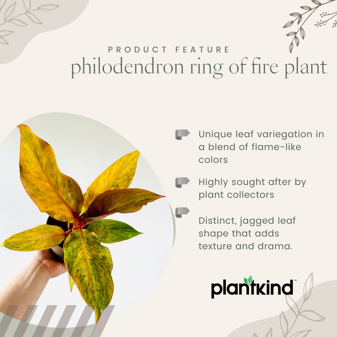 Philodendron Ring Of Fire Plant| Indoor Live Plant Pack Of 1