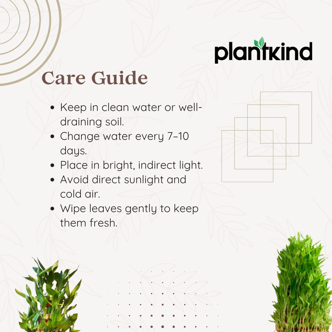Lucky Bamboo Plant - 3 Layer | Indoor Plants | Low- Maintenance Plant | Pack Of 1