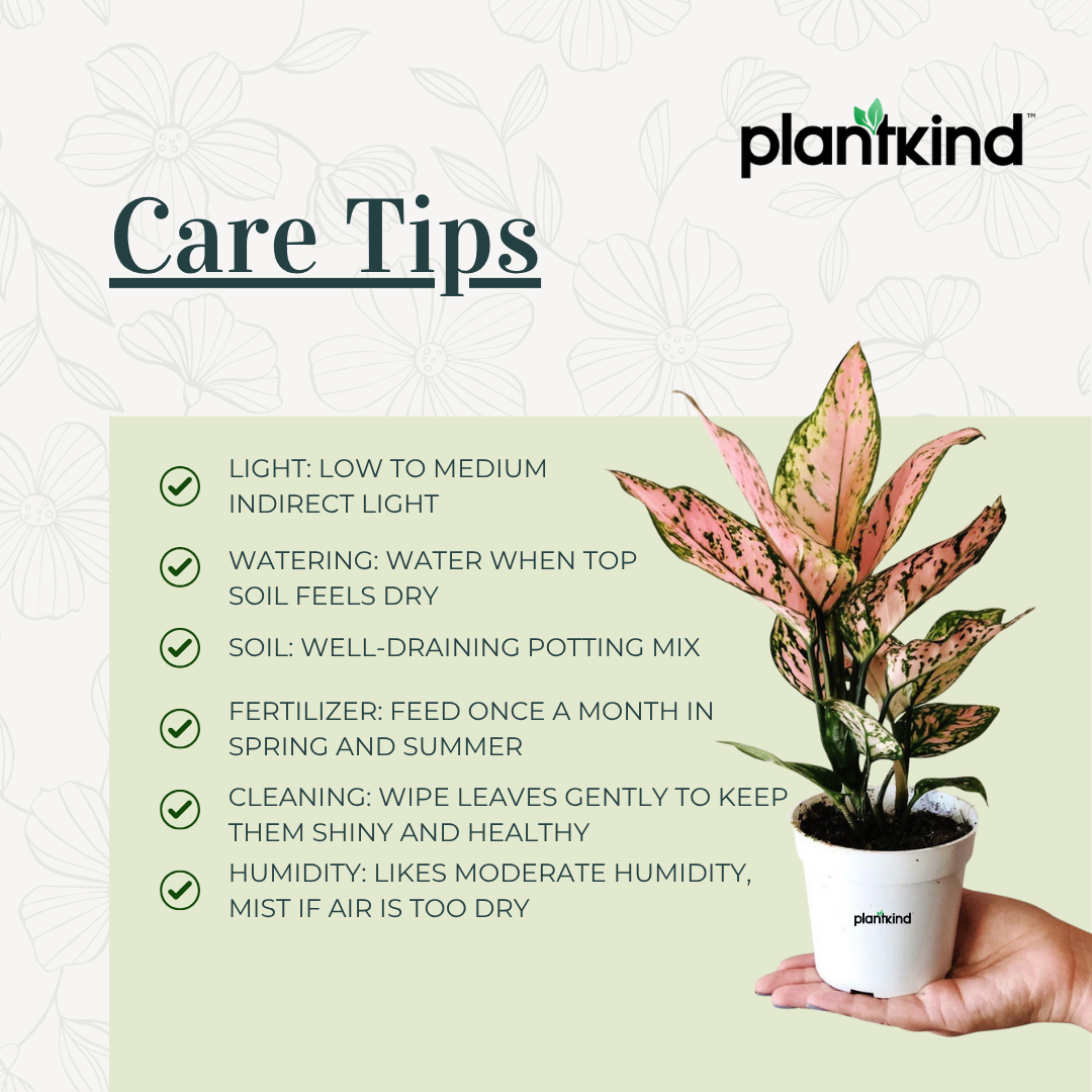 Aglaonema Pink Plant | Indoor Plant | Good Luck Plant | Pack of 1