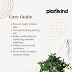 Peperomia Angulata Plant | Low Light Plants | 1 Live Plant