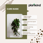 Philodendron Micans Plant