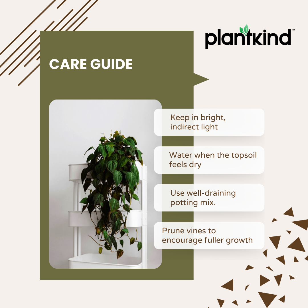 Philodendron Micans Plant