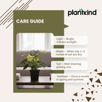 Anthurium Plant Yellow | Indoor Plant | 1 Live Plant