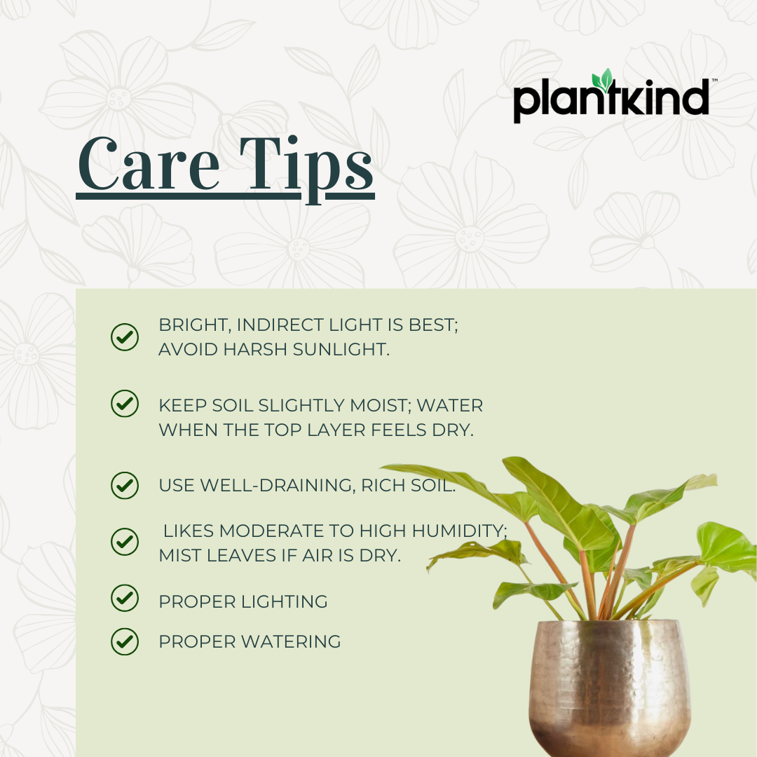 Philodendron Melinonii Golden - Large