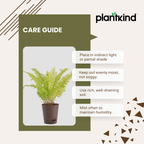 Golden Fern Plant | Indoor Plant | 1 Live Plant