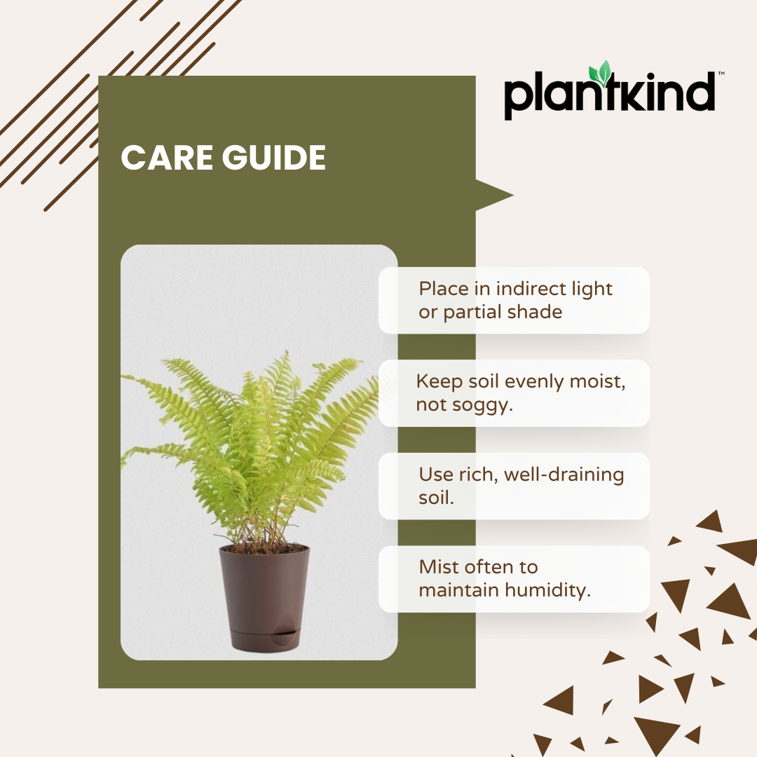 Golden Fern Plant | Indoor Plant | 1 Live Plant