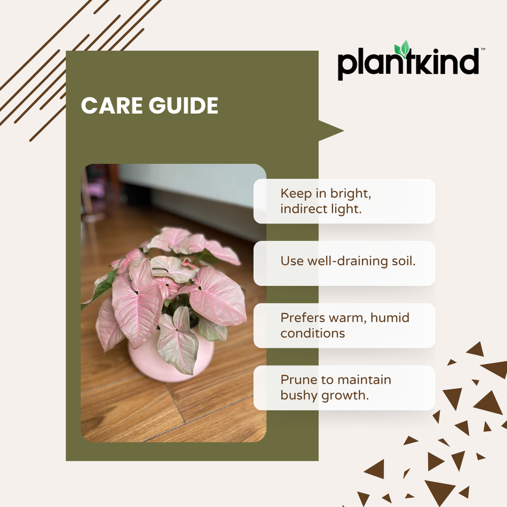 Syngonium Pink Plant | Indoor Ornamental Plant | 1 Live Plant | Small