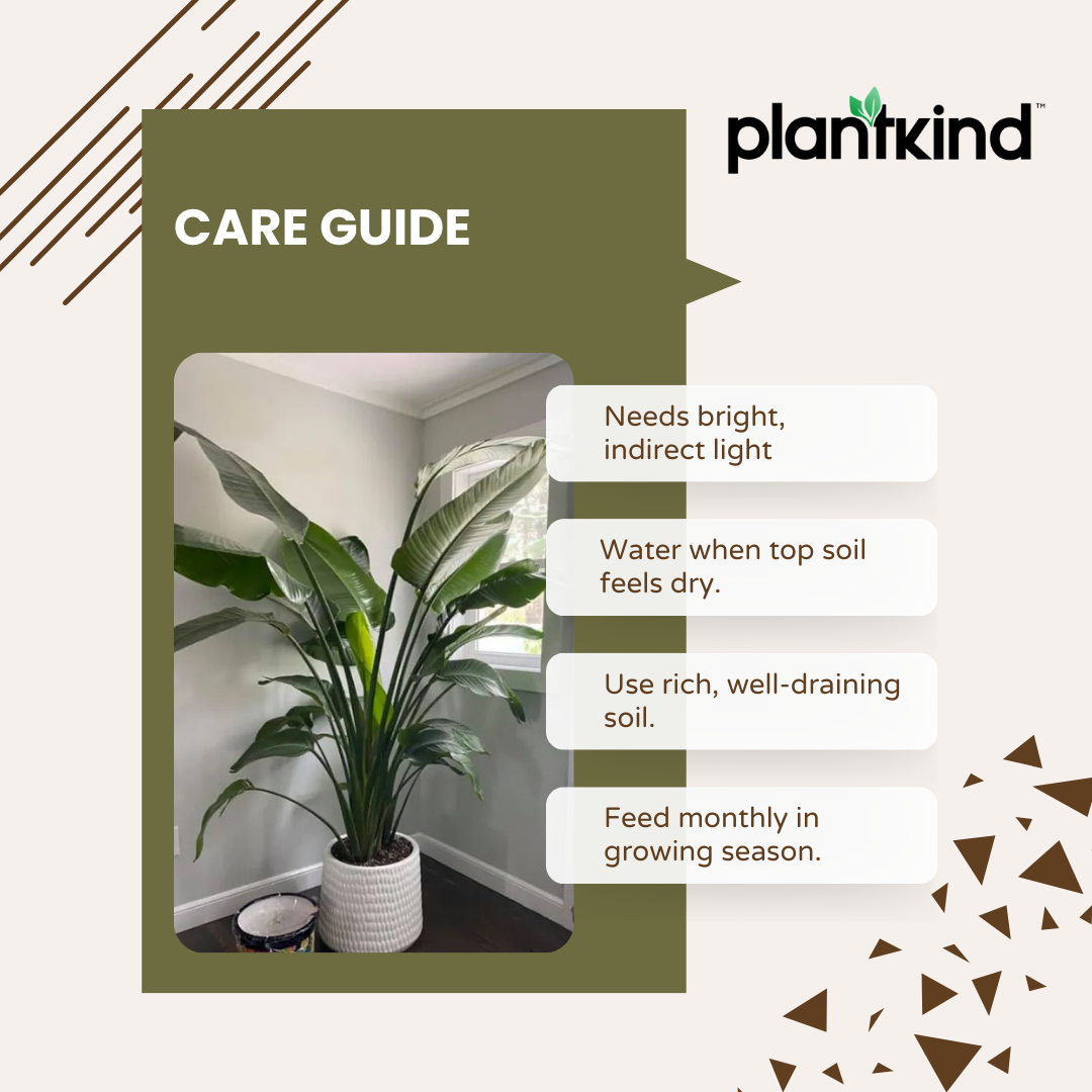 Bird of Paradise Plant - XL Live Plant