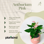 Anthurium Pink Plant | Flowering Plant | Indoor Plant | Outdoor Plant | Pack Of 1