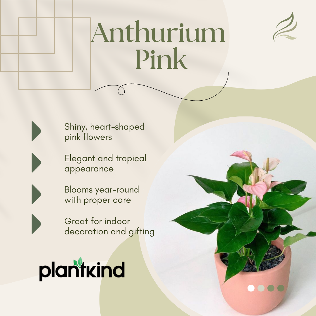 Anthurium Pink Plant | Flowering Plant | Indoor Plant | Outdoor Plant | Pack Of 1