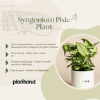 Syngonium Pixie Plant | Indoor Plant | Ornamental Plant | 1 Live Plant | Medium