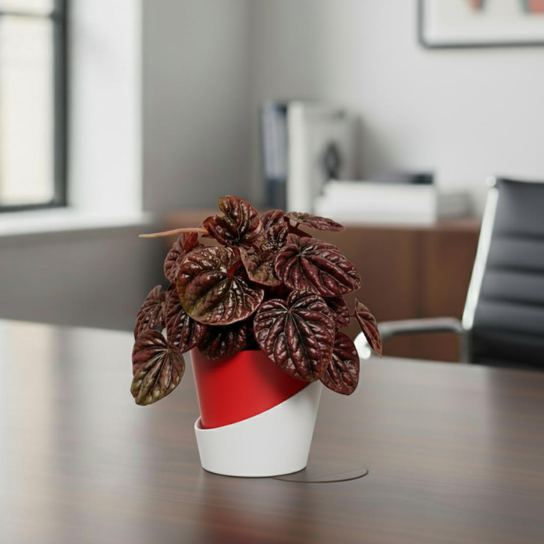 Peperomia Black Plant | Ornamental Plant | Plant For Homes And Office | Indoor Plant | Pack Of 1 | Small
