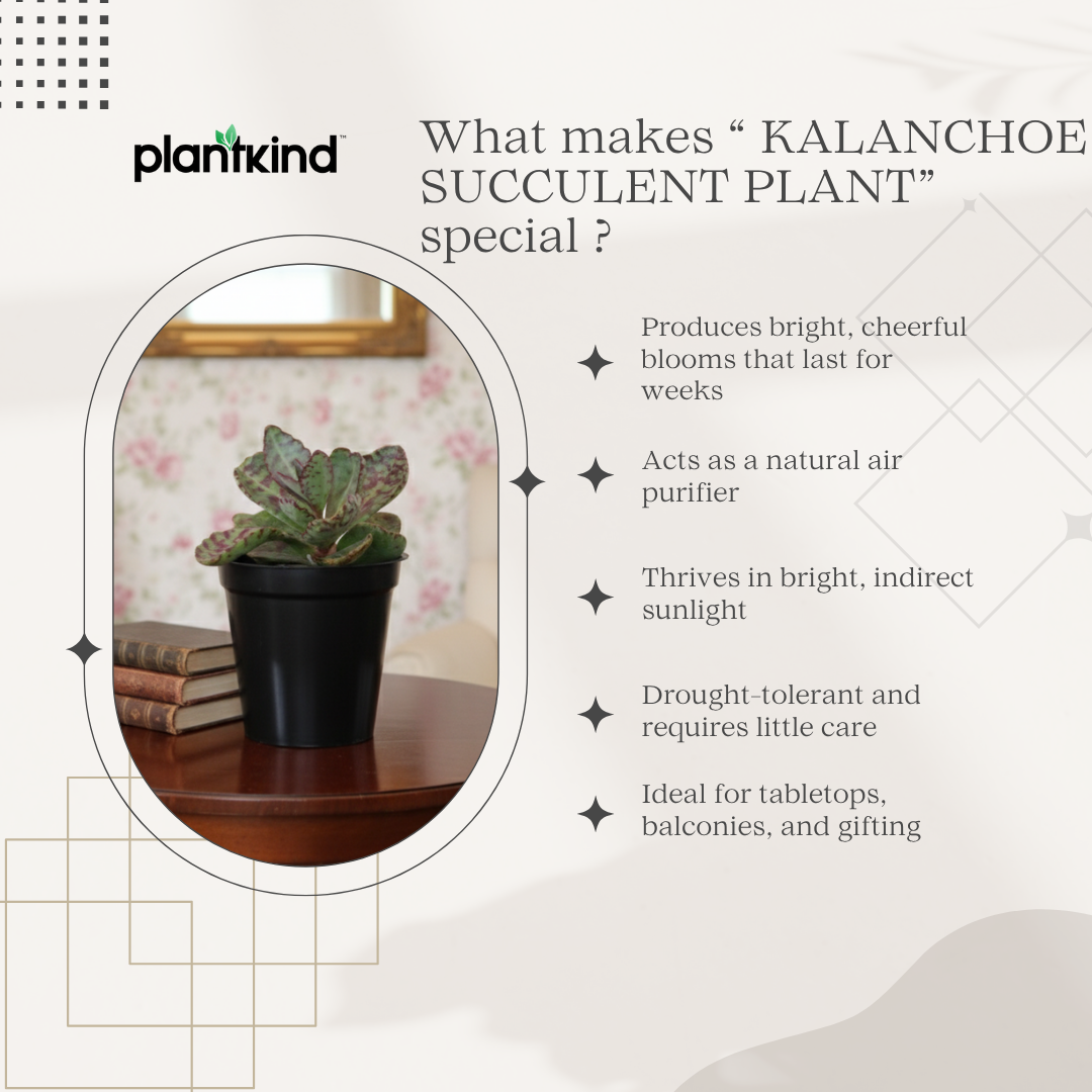 Kalanchoe Succulent Plant | Indoor Plant | Succulent Plant | 1 Live Plant