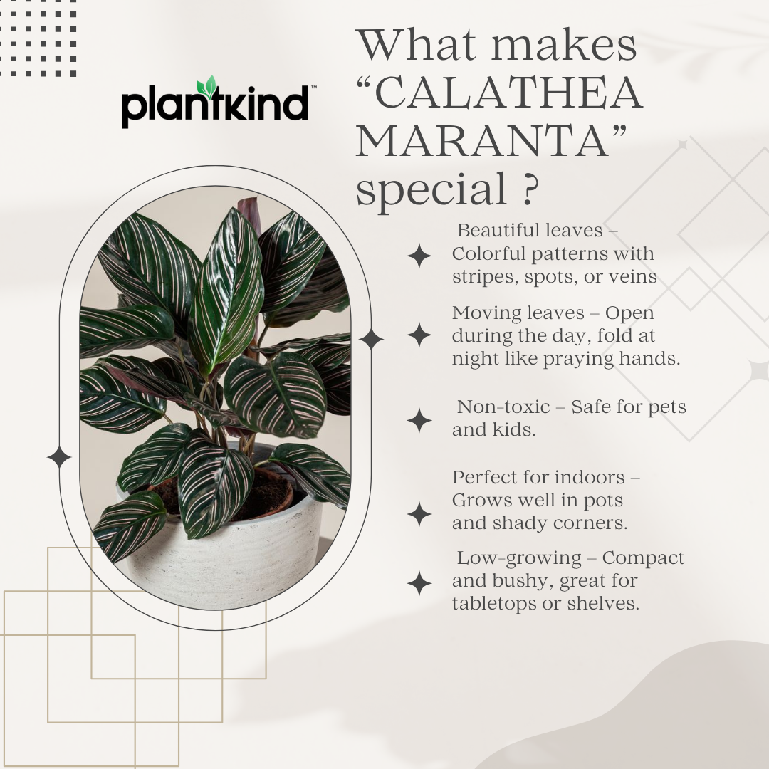 Calathea Maranta | Indoor Plant | Pack of 1