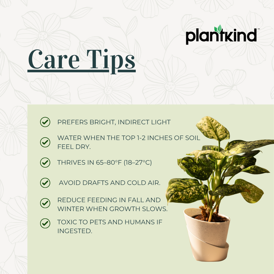 Dieffenbachia Cheetah Plant | Indoor Plant | 1 Live Plant| Small