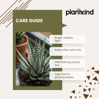 Haworthia Fasciata Plant | Succulent Plant | Indoor Plant | 1 Live Plant