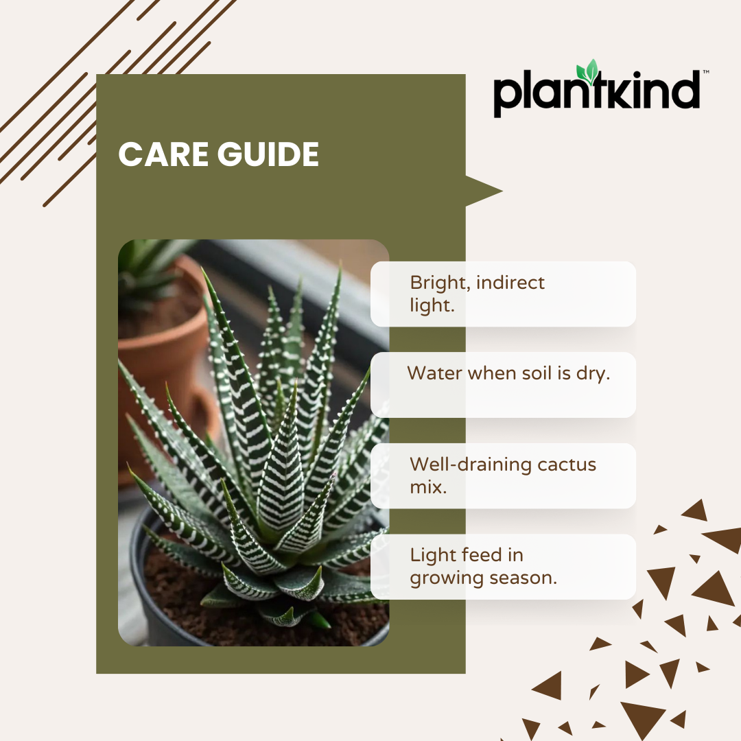 Haworthia Fasciata Plant | Succulent Plant | Indoor Plant | 1 Live Plant