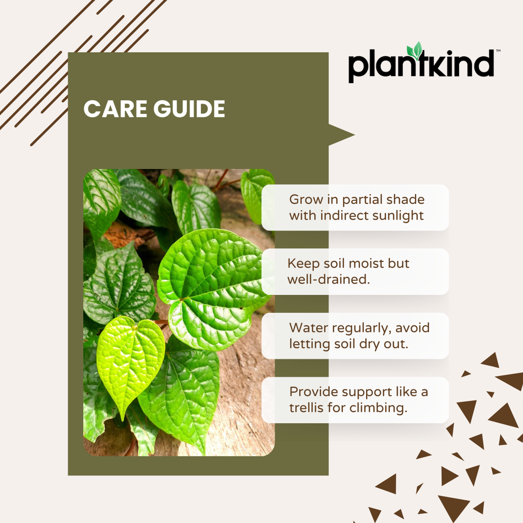 Betel Leaf (Magai Paan) Plant |  Medicinal And Aromatic Plant | Pack of 1