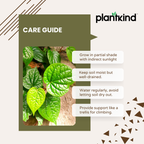 Betel Leaf (Magai Paan) Plant |  Medicinal And Aromatic Plant | Pack of 1