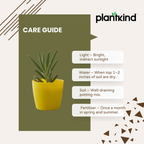 Blue Chalk Fingers Plant | Succulent Plant | Indoor Plant | 1 Live Plant