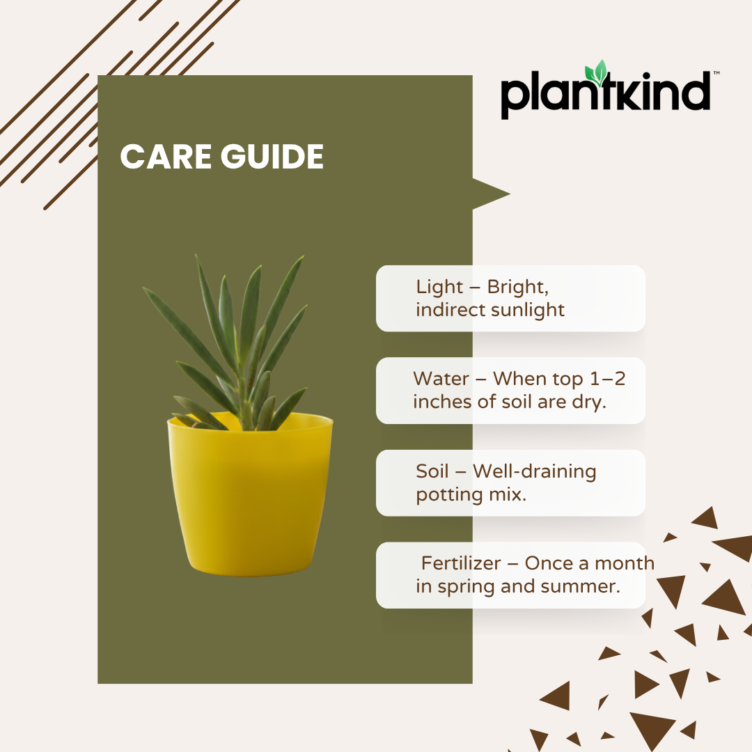 Blue Chalk Fingers Plant | Succulent Plant | Indoor Plant | 1 Live Plant