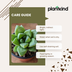 Haworthia Cymbiformis Plant | Indoor Plant | 1 Live Plant