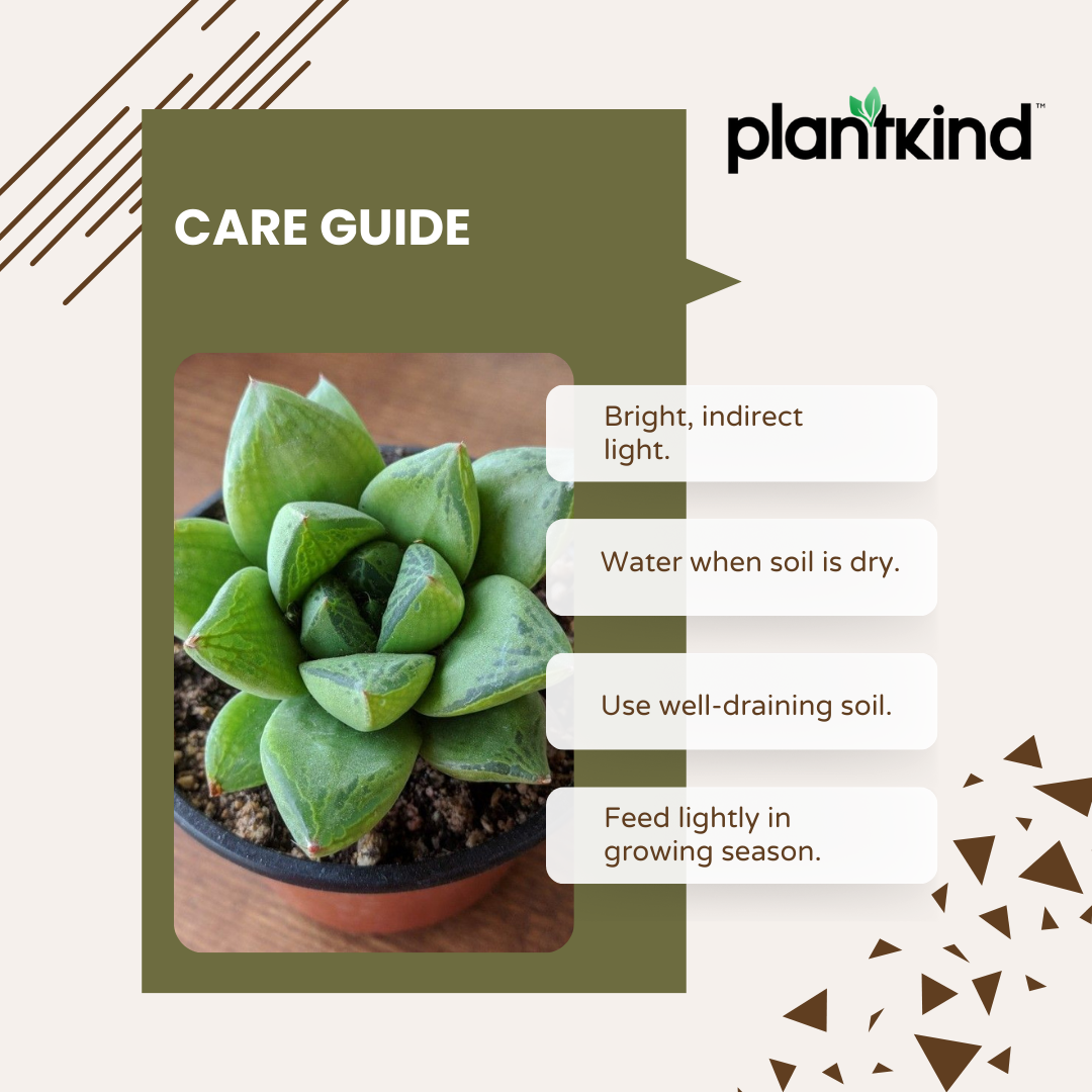 Haworthia Cymbiformis Plant | Indoor Plant | 1 Live Plant