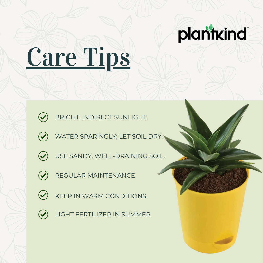 Aloe Vera Mini Plant | Medicinal ANd Ariomatic Plants | 1 Live Plant