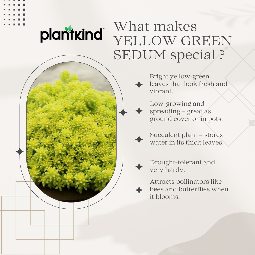 Yellow Green Sedum | Succulent Plant | Low maintenance Plant | Indoor Plant | Pack Of 1