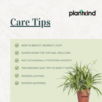 Chlorophytum Spider Plant |Low Maintenance Plant | Indoor Plant | Pack of 1