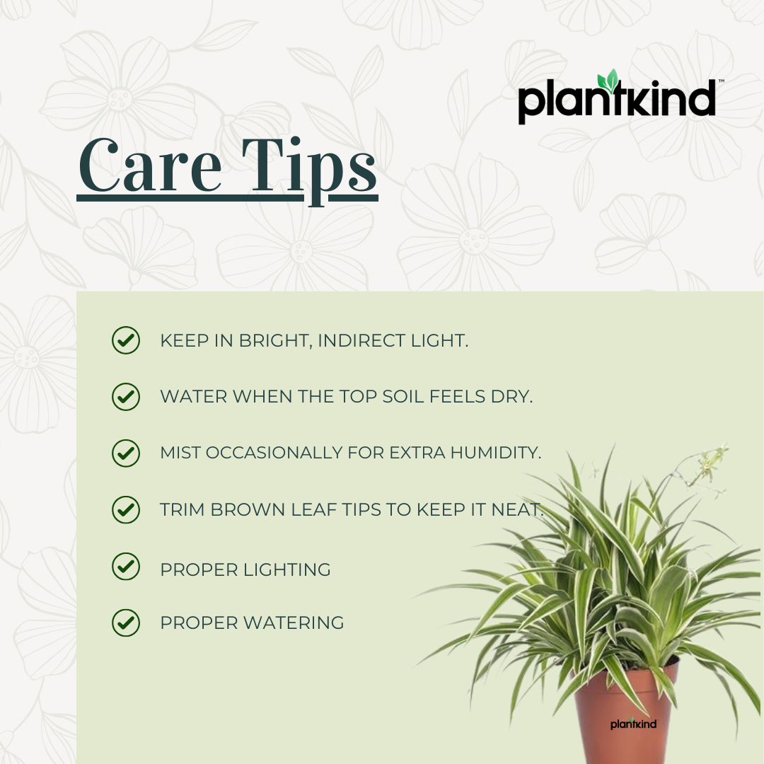 Chlorophytum Spider Plant |Low Maintenance Plant | Indoor Plant | Pack of 1