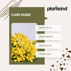 Ixora (Rugmini) Plant - Yellow | Flowering Plant | 1 Live Plant