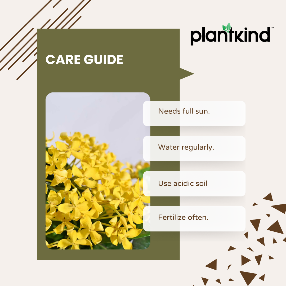 Ixora (Rugmini) Plant - Yellow | Flowering Plant | 1 Live Plant