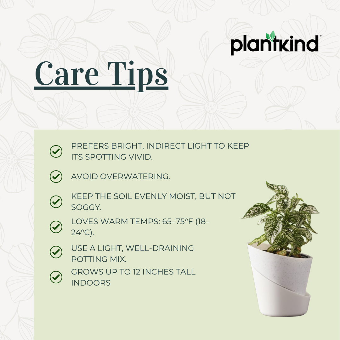 Polka Dot Plant (Green)| Foliage Plant | 1 Live Plant | Small