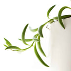 String of Banana Plant |  Indoor Plant | Hanging Plant | Pack of 1