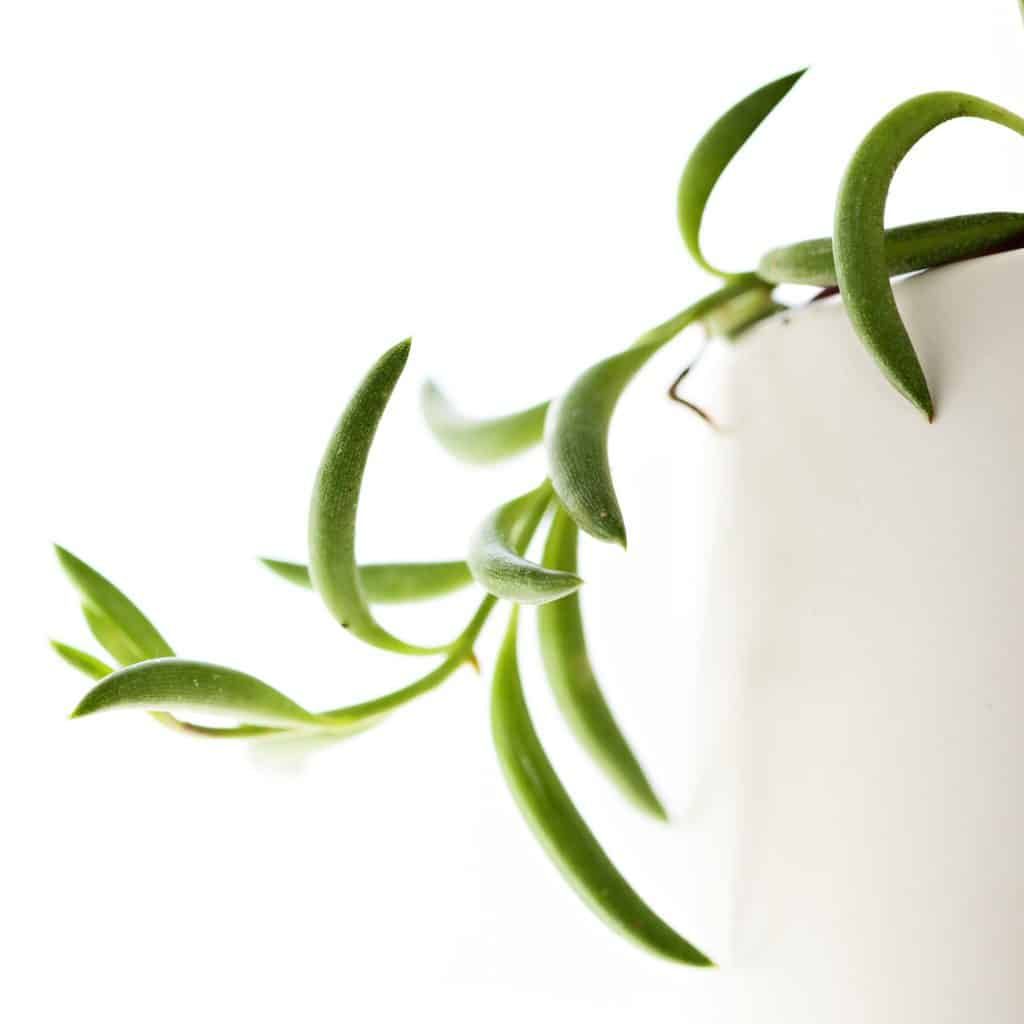 String of Banana Plant |  Indoor Plant | Hanging Plant | Pack of 1