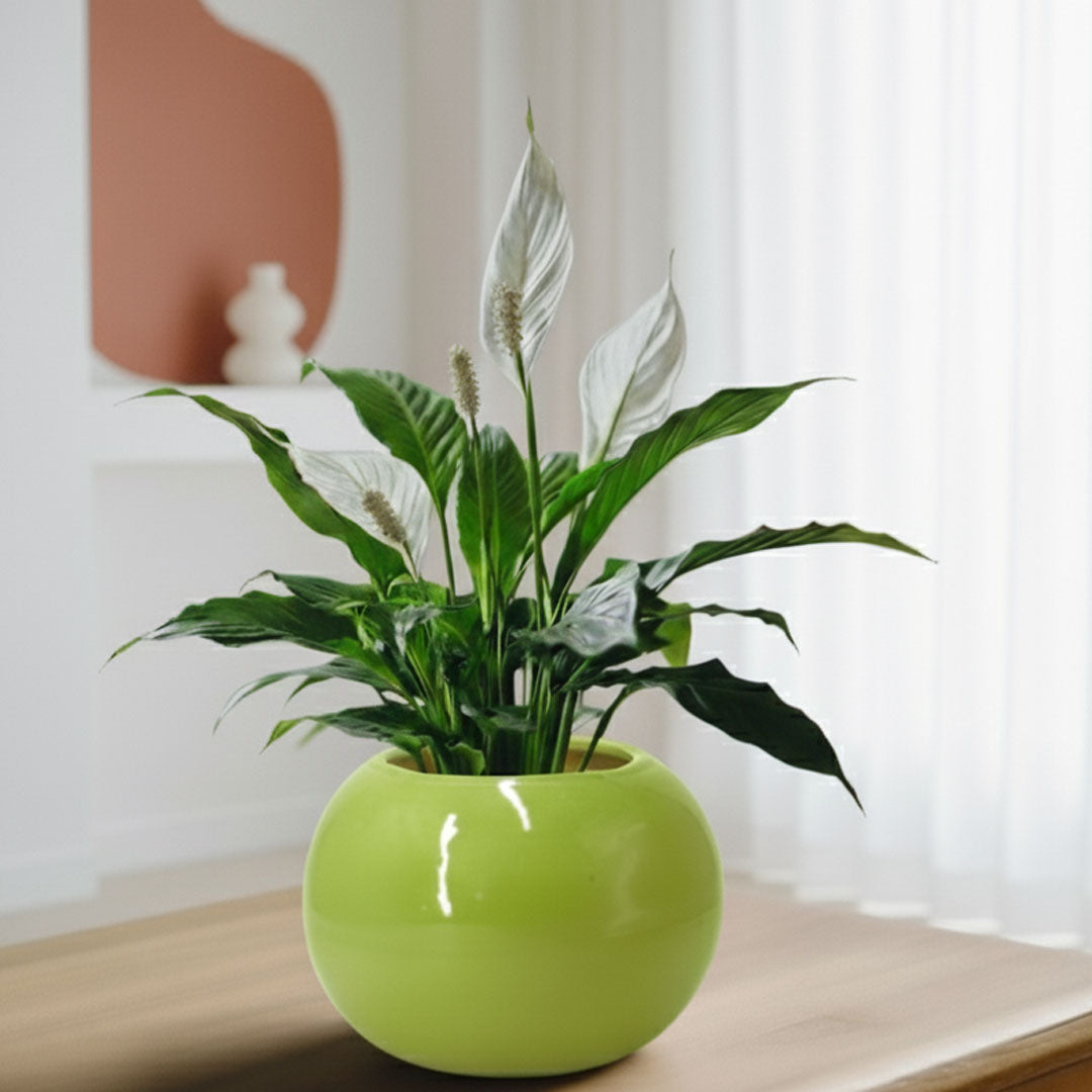 Peace Lily Plant | Indoor Plant | Air Purifier Plant |1 Live Plant with Grow Pot