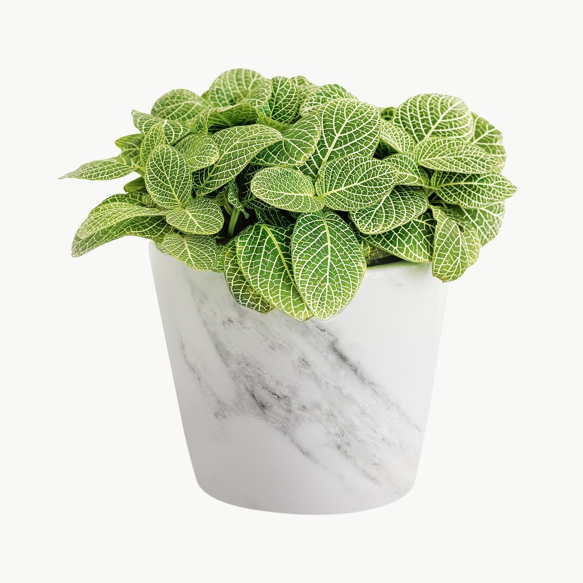 Fittonia White Plant | Nerve Plant | Indoor Plant | Pack of 1
