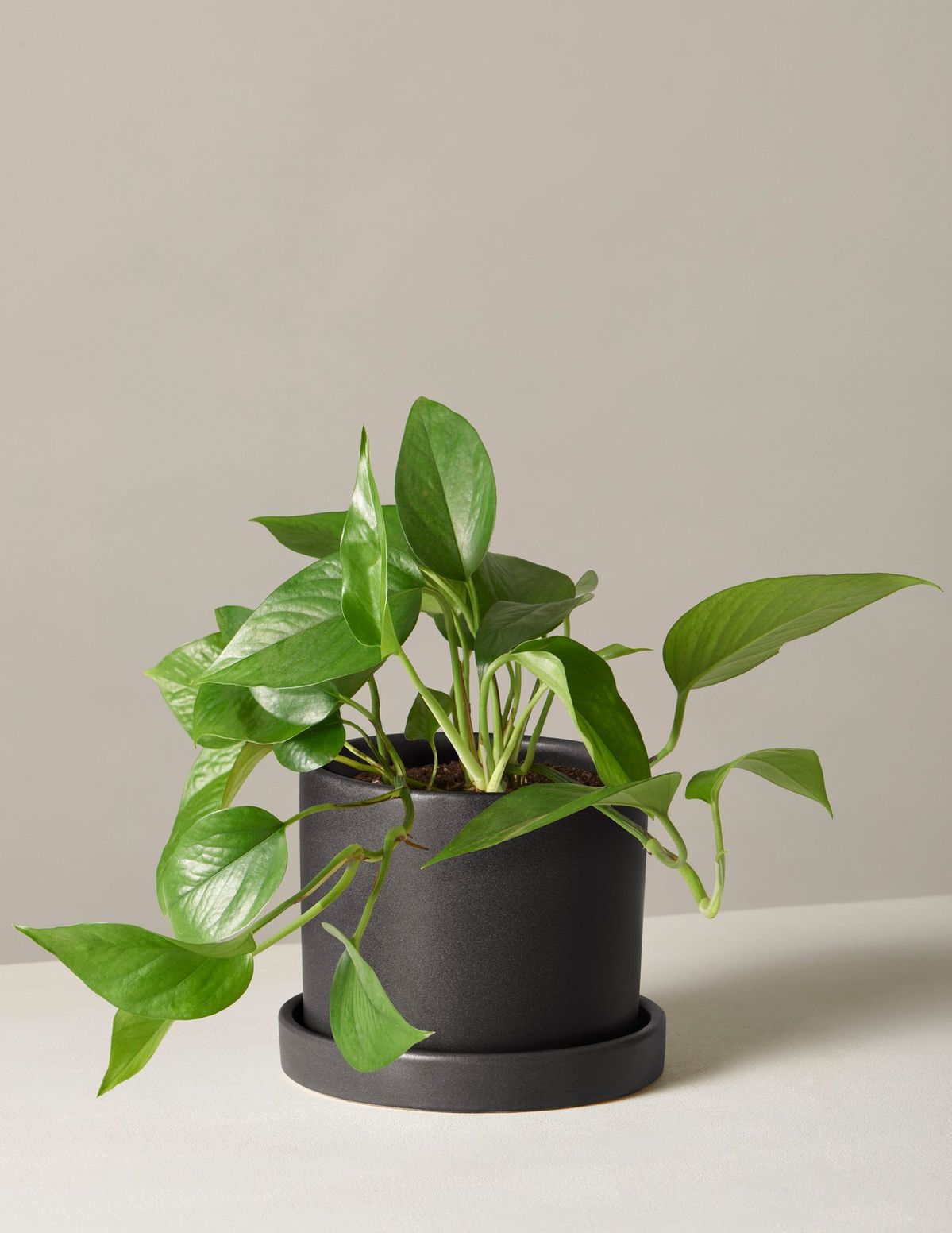 Philodendron Oxycardium Green Plant | Air- Purifying Plant | Indoor Plant | Pack Of 1
