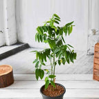 Multivitamin Plant | Medicinal And Aromatic Plant | Immunity Booster | 1 Live Plant