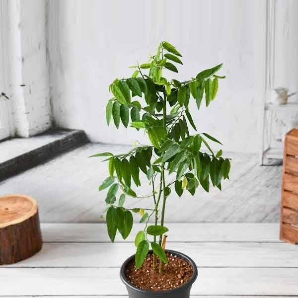 Multivitamin Plant | Medicinal And Aromatic Plant | Immunity Booster | 1 Live Plant