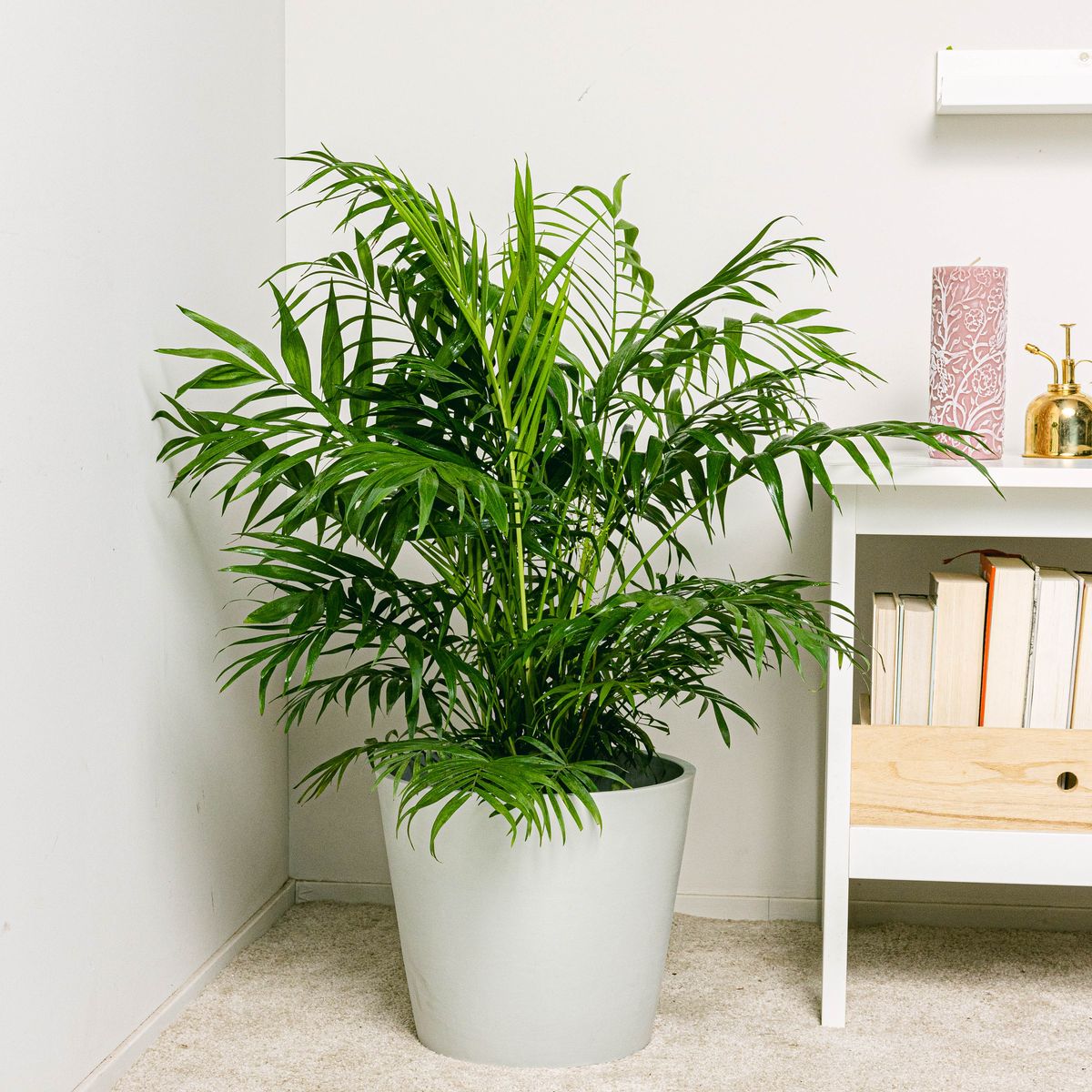 Bamboo Palm Plant | Indoor Plant | Pack Of 1