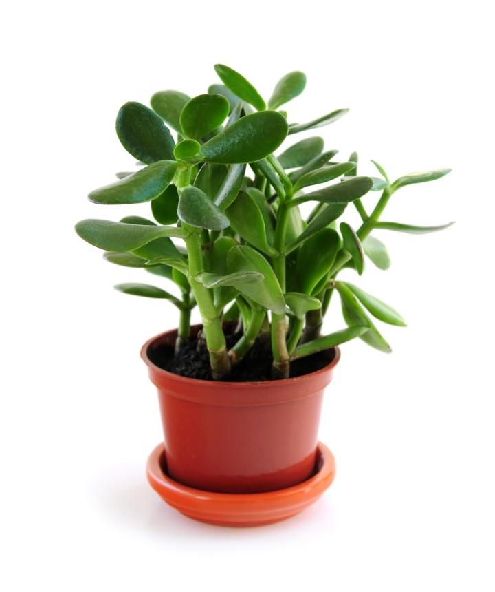 Crassula Ovata Plant | Succulent Plant | Indoor Plant | 1 Live Plant